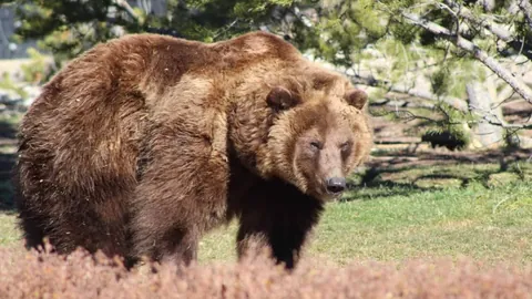 拜仁海报揭晓：格雷茨卡、萨内、伊藤洋辉领衔出战法兰克福
